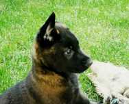 Mascul ciobănesc belgian Malinois