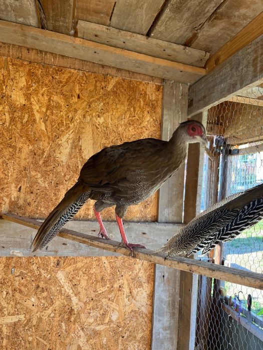 Fazan argintiu si femela