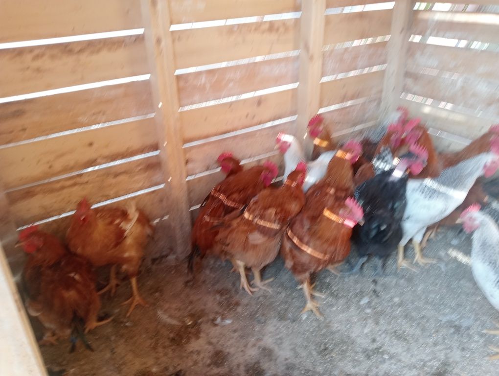 Cocoși caută casă nouă