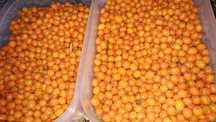Vand catina, eladó homoktövis 25lei/kg
