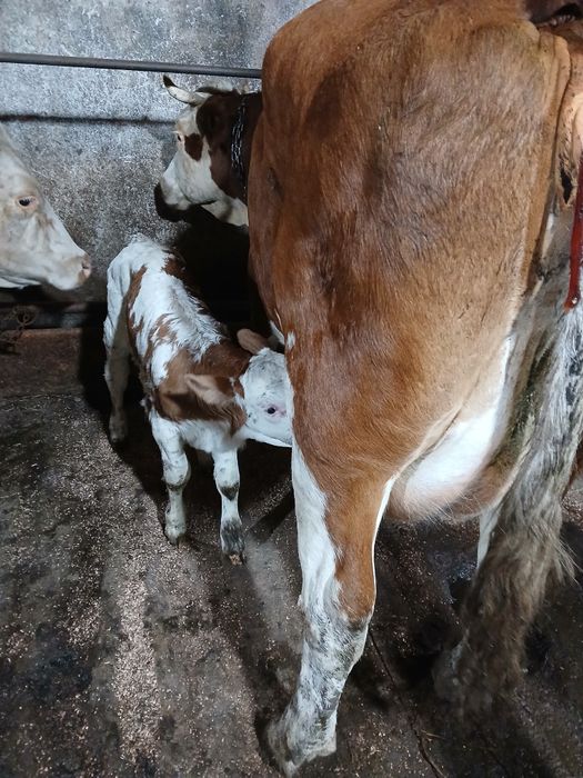 Vitica baltata românească