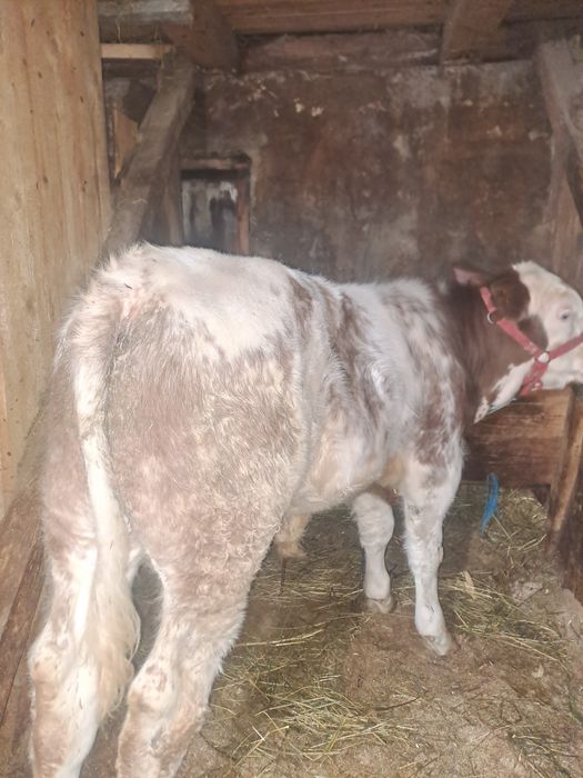 Tăuraș belgian de 4 luni .