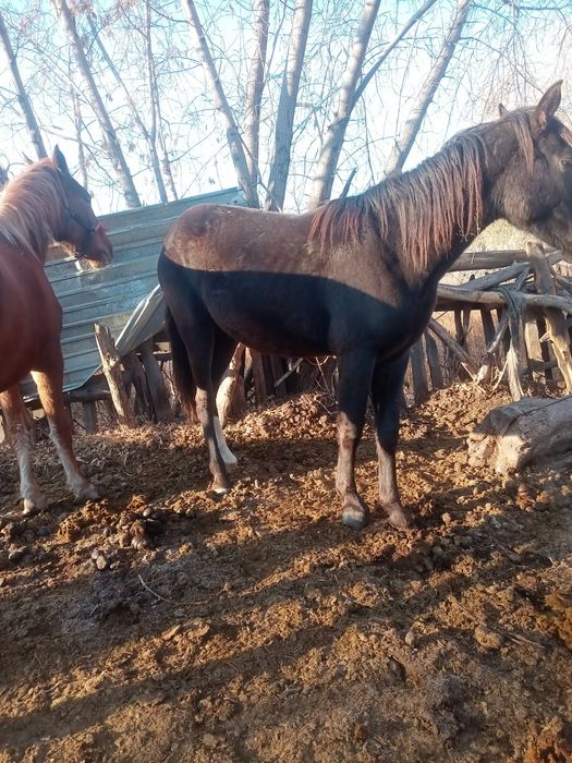 Продается кобыла 1, 5 года