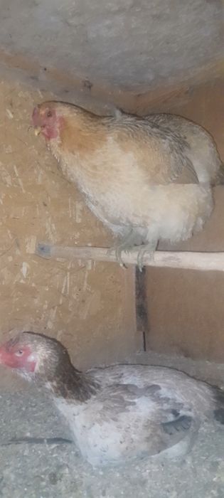 Тауық сатылады ири тукымыда деу