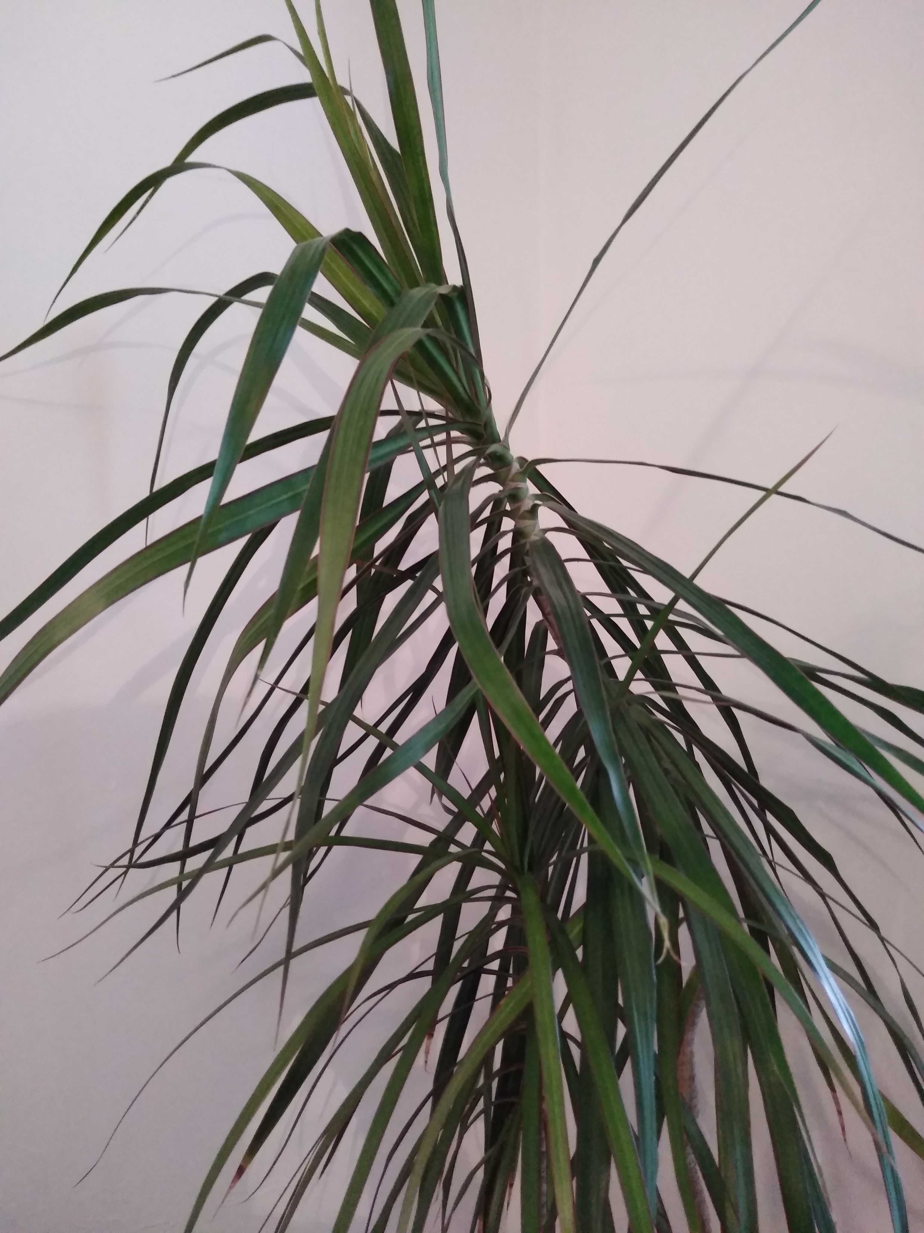 Plante decorative forma palmier Dracaena Marginata (pret pornire)