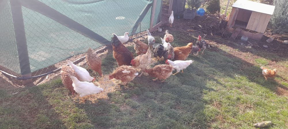 Gaini de curte rasa mixa