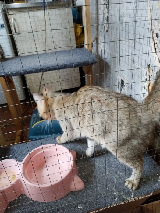 Продаётся британская шиншилла