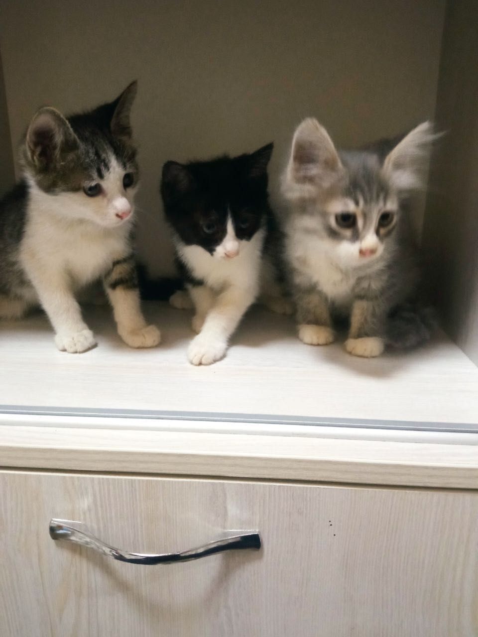 Бесплатно котята