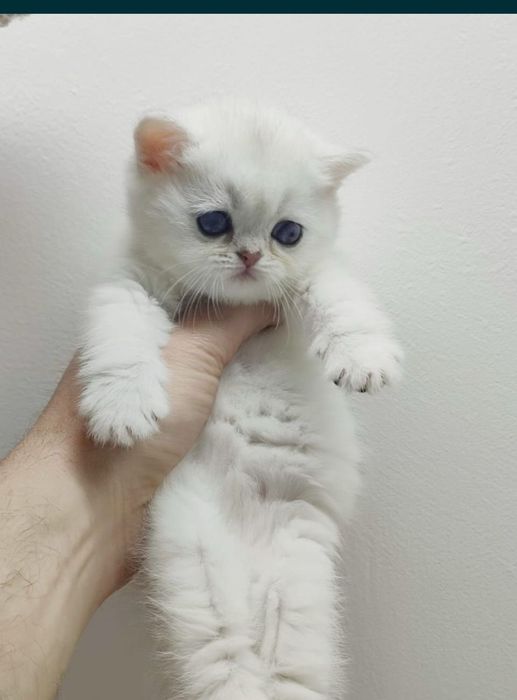 Британские котята