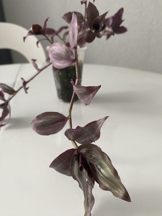 Традесканция Zebrina Purpusa.