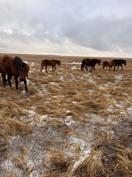 Продам жеребенка