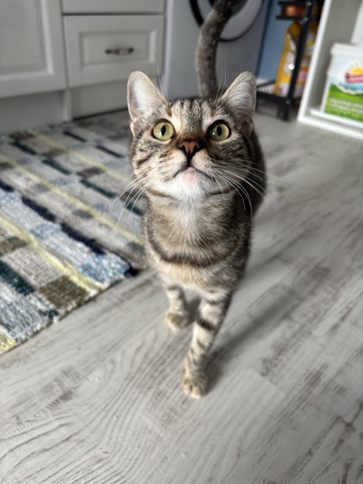 Подарявам котенца