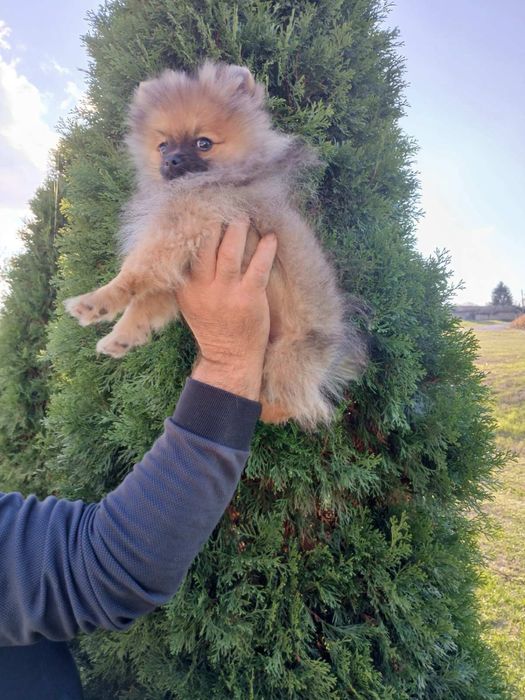 Померан/померанче