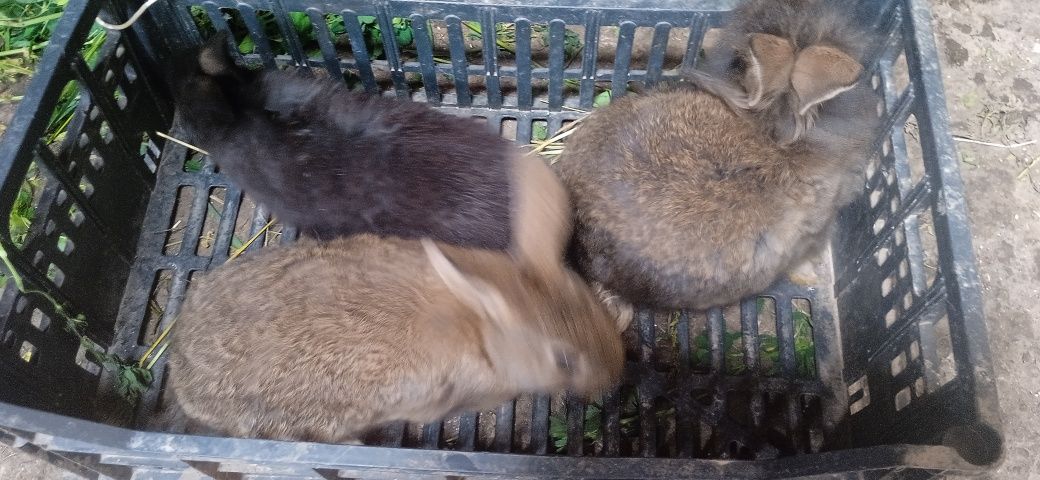 Vând iepuri cap de leu detalii in pv