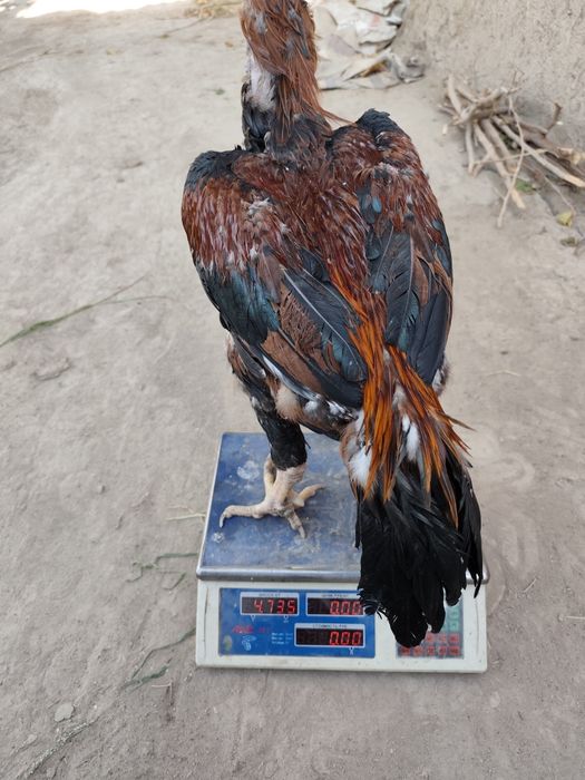 Parodniy  hóroz sotiladi