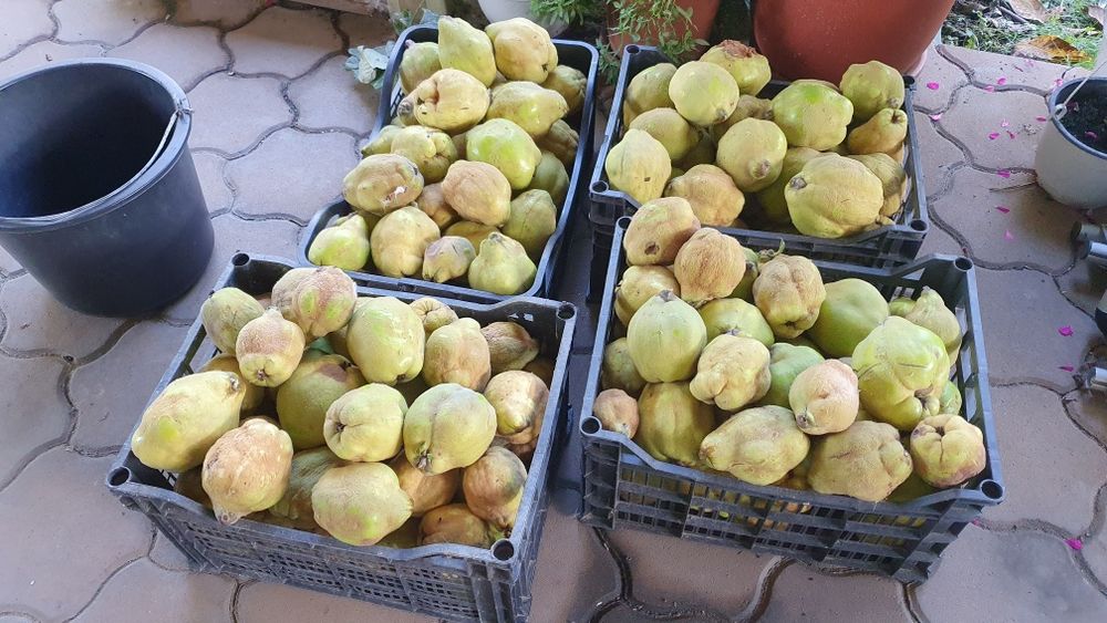 Dulceață de gutui, tradițională, 100% naturală