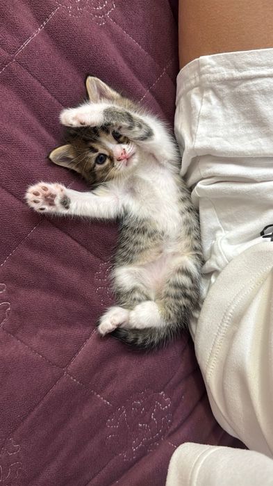 Отдам котёнка в добрые руки