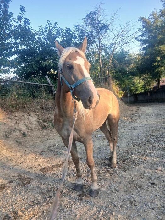De vânzare iapa bună
