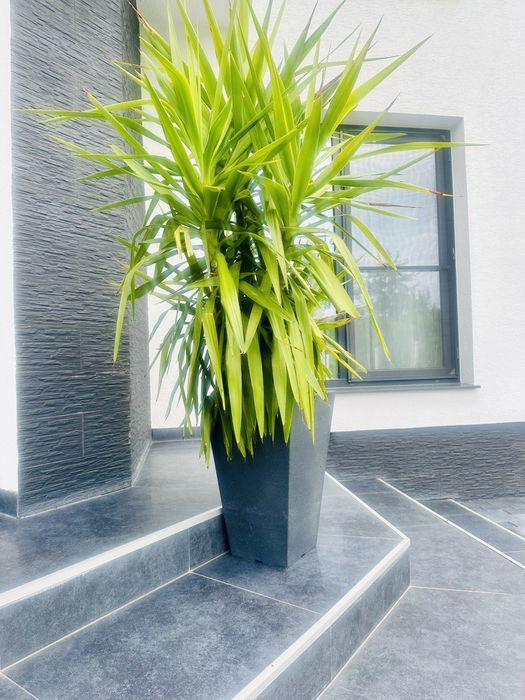 Palmier Yucca natural