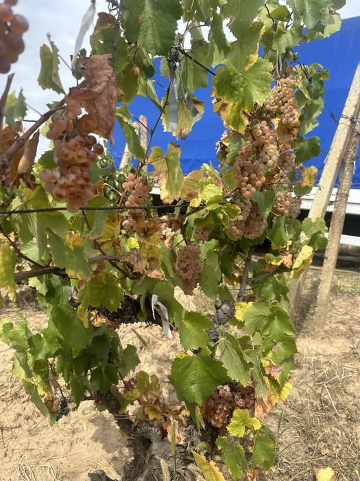 Struguri de vin vrancea!