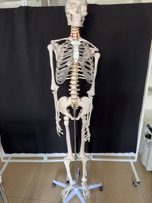 Одам скелети - бирга- бир ўлчамда қилинган