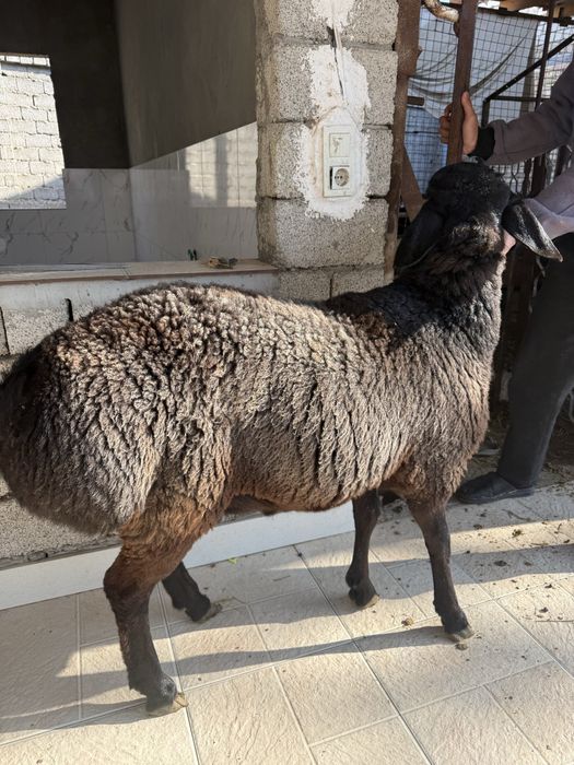 Qoʻchqorlar sotiladi qoʻy qoylar