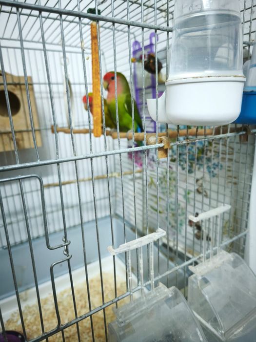 Vand papagali agapornis