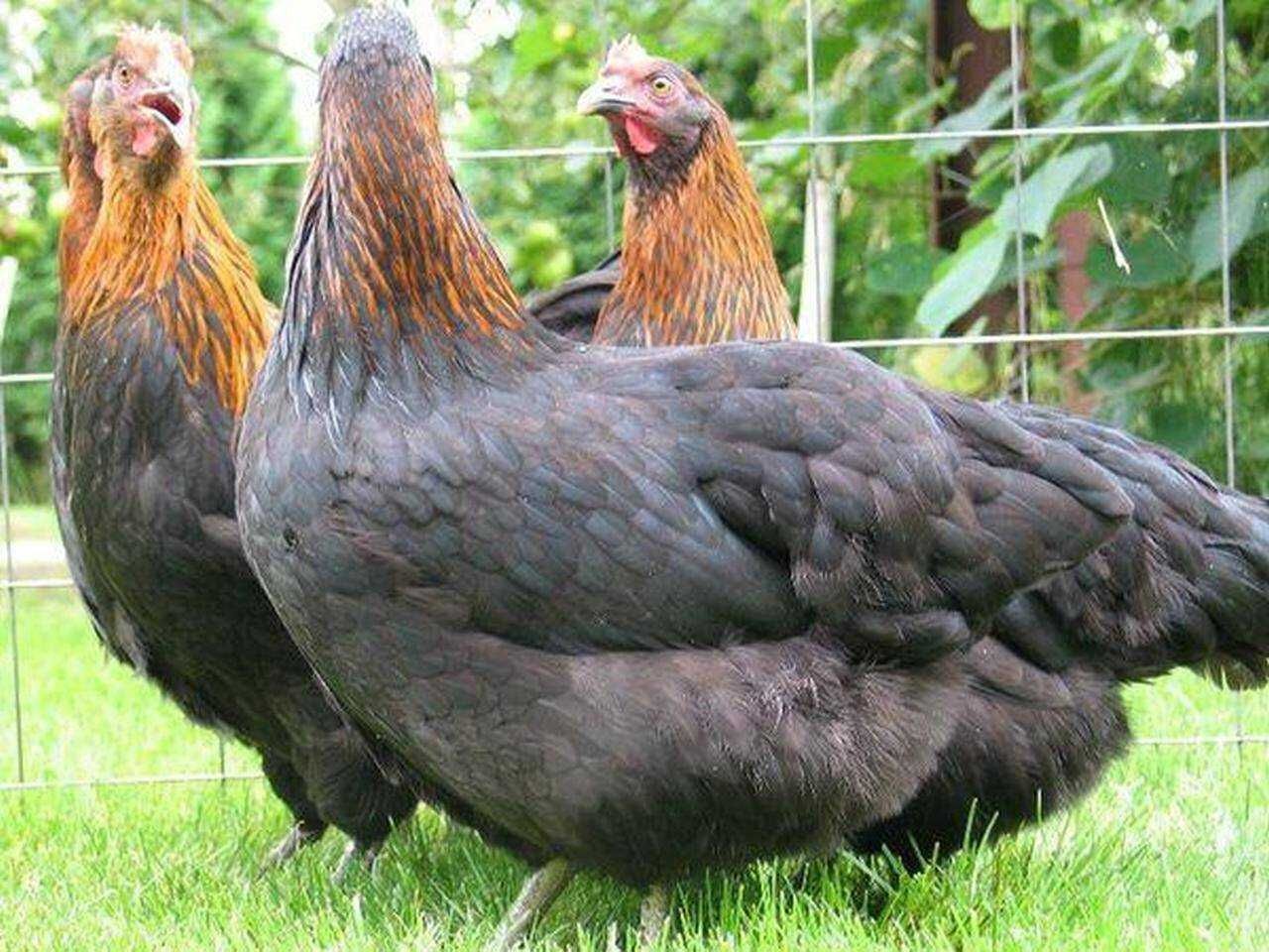 Oua de găini Marans