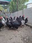Sussex portelan si australorp