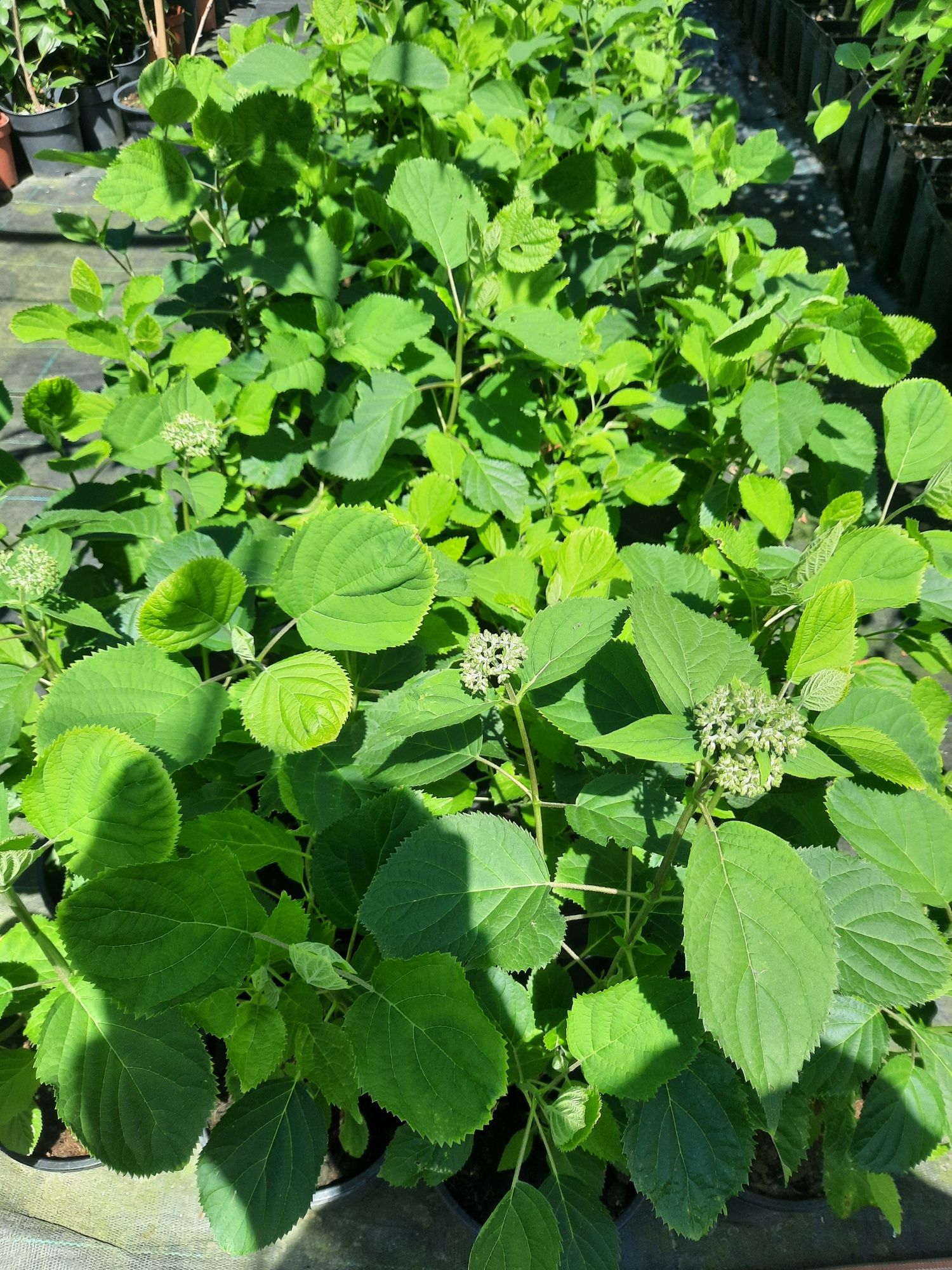 Hortensia Annabelle