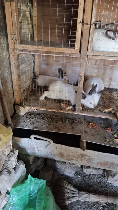 Kaliforniya quyonlar zotli 4 urg'ochi 2 erkagi bor