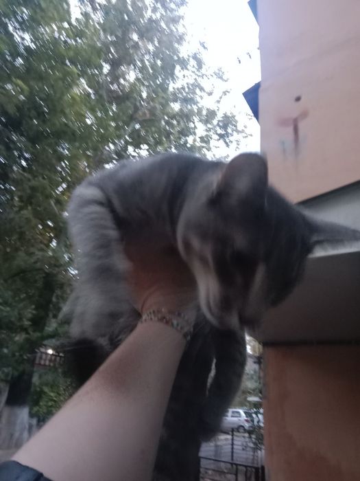 Котик в хорошие добрые руки