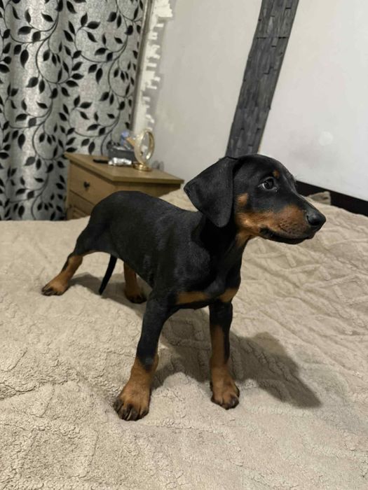 Doberman femelă disponibilă
