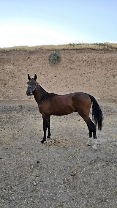 Ot Sotiladi Продаётся лошадь