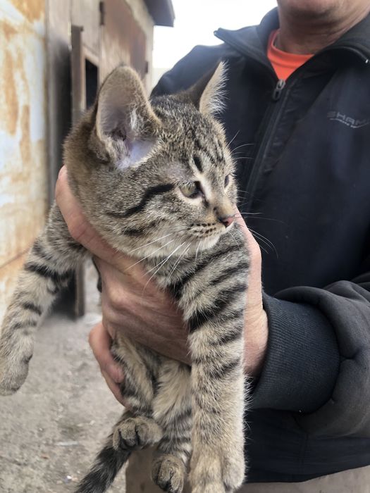 Котята ищут свой дом и добрых хозяевов