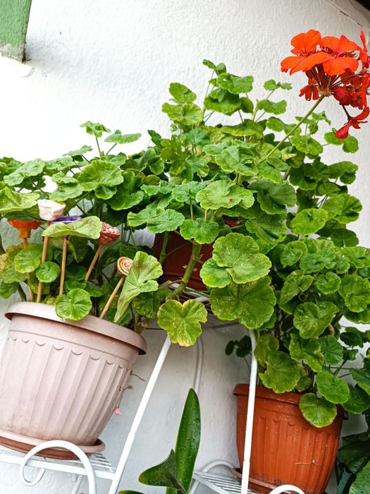 Продам герань, разноцветную