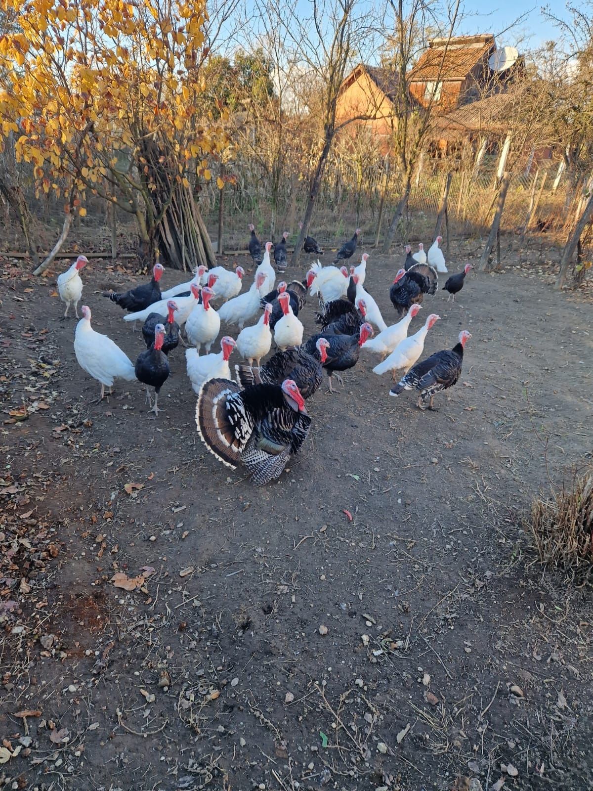 Curcani românești.