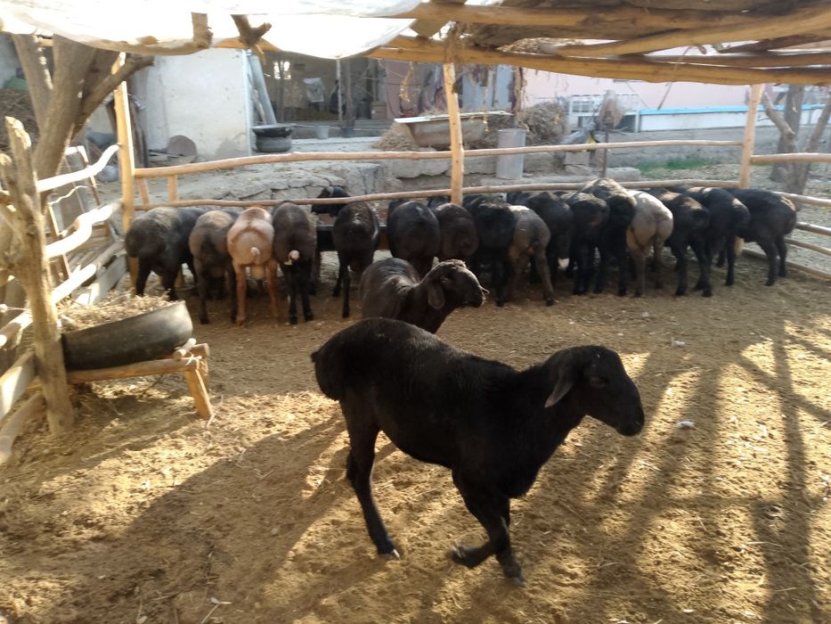 Qo'chqorlar sotiladi