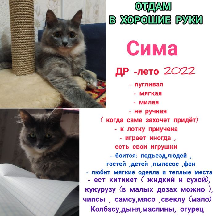 Отдам в хорошие руки