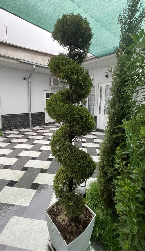 Archa sotiladi dekarativniy