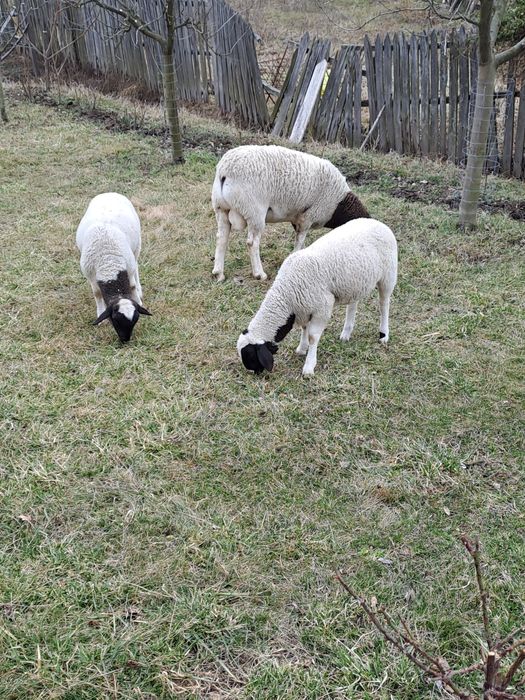 Berbecuți pentru montă