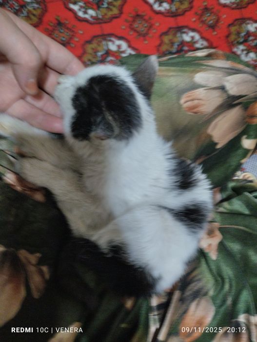 Aqilli mushuk bolasi yaxshi insonlarga beriladi