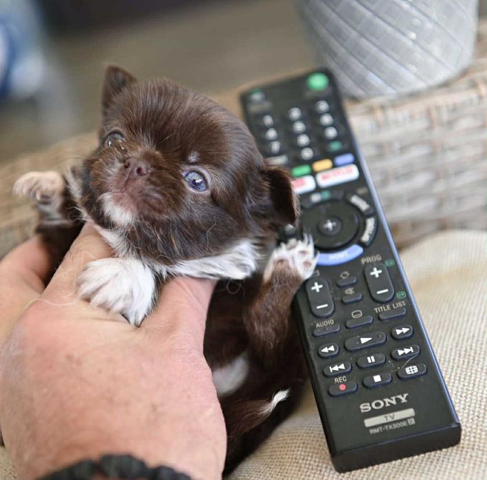 Женско дългокосместо мини чихуахуа шоколадово