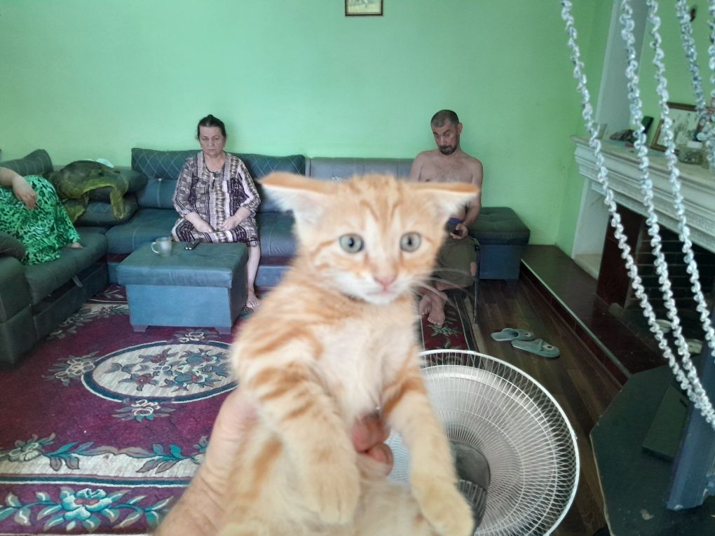 Котята в хорошие руки
