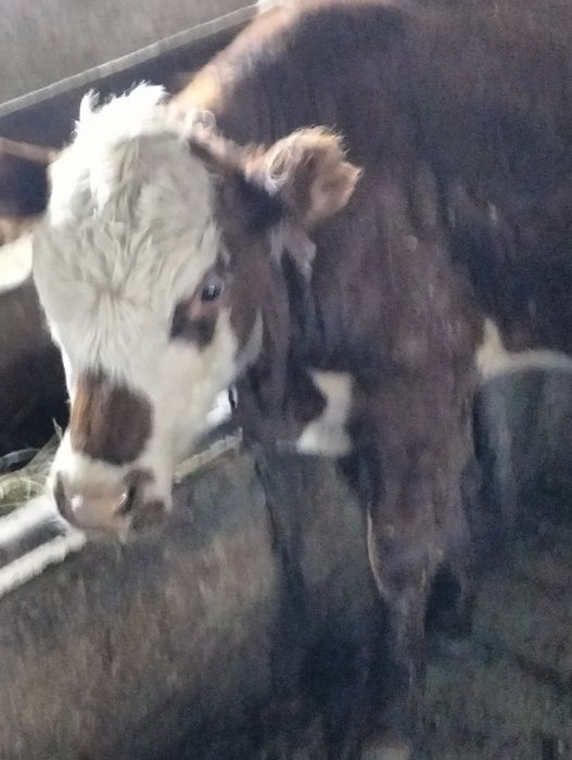 Сельхозживотное телки