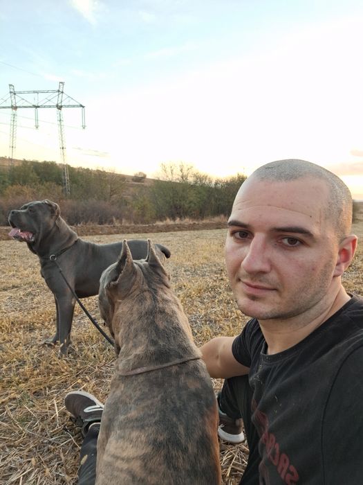 Кане корсо чистокръвни