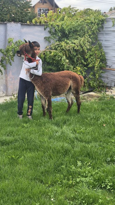 Mascul lama si mascul alpaca