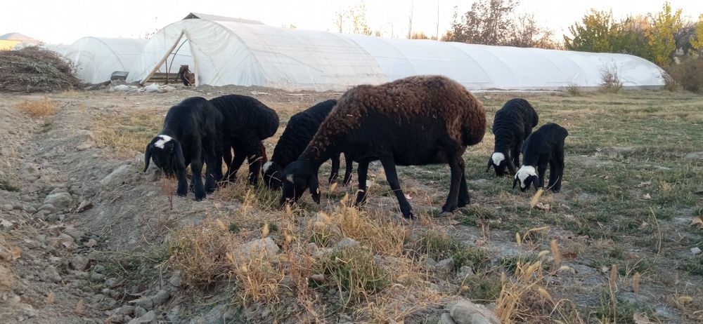 Қўй қўзилар сотилади