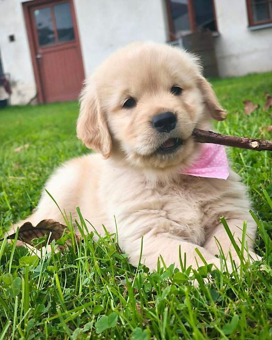 Vand fetita Golden Retriever, rasa pura!