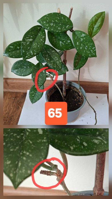 hoya carnosa, lacrima maicii domnului